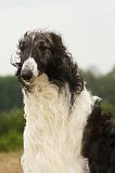 BARZOI 168